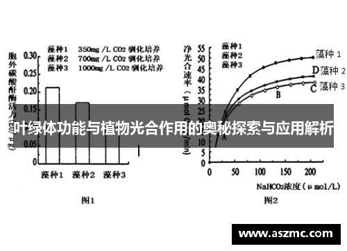 叶绿体功能与植物光合作用的奥秘探索与应用解析